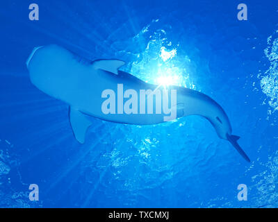 Rendu 3d illustration d'un requin-baleine Banque D'Images