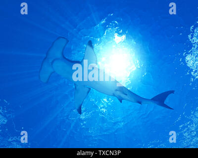 Rendu 3d illustration d'un requin marteau Banque D'Images