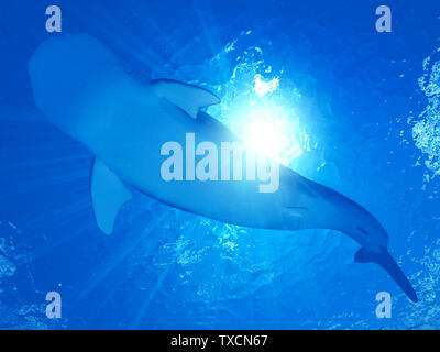 Rendu 3d illustration d'un requin-baleine Banque D'Images