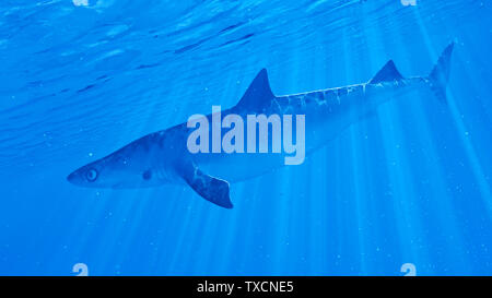 Rendu 3d illustration d'un requin Banque D'Images