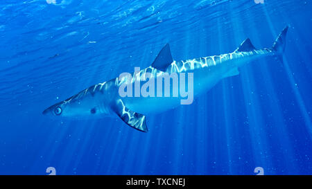 Rendu 3d illustration d'un requin Banque D'Images