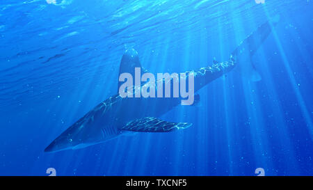 Rendu 3d illustration d'un requin océanique Banque D'Images
