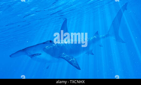 Rendu 3d illustration d'un requin marteau Banque D'Images