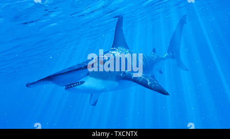 Rendu 3d illustration d'un requin marteau Banque D'Images