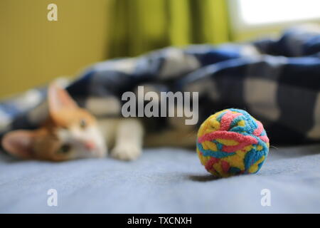 Chat fatigué après avoir joué sur le lit Banque D'Images