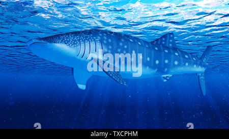 Rendu 3d illustration d'un requin-baleine Banque D'Images