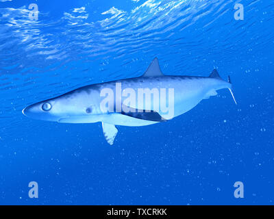 Rendu 3d illustration d'un requin Banque D'Images