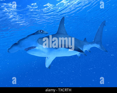 Rendu 3d illustration d'un requin marteau Banque D'Images