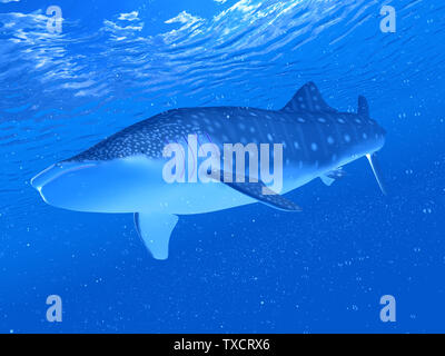 Rendu 3d illustration d'un requin-baleine Banque D'Images