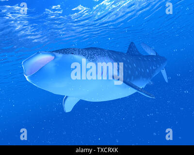 Rendu 3d illustration d'un requin-baleine Banque D'Images