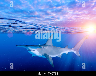 Rendu 3d illustration d'un requin marteau Banque D'Images