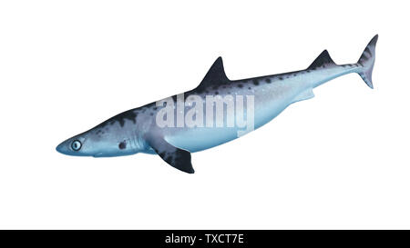 Rendu 3d illustration d'un requin Banque D'Images
