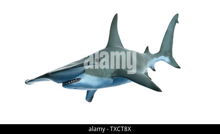 Rendu 3d illustration d'un requin marteau Banque D'Images