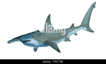 Rendu 3d illustration d'un requin marteau Banque D'Images