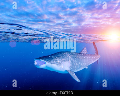 Rendu 3d illustration d'un requin-baleine Banque D'Images