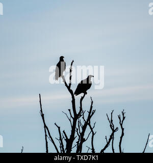 Un couple d'Aigles à queue blanche silhouettes dans le désert du delta du Danube- Roumanie Banque D'Images