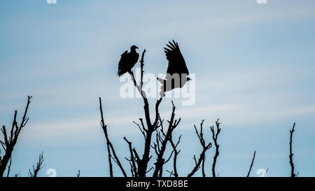 Un couple d'Aigles à queue blanche silhouettes dans le désert du delta du Danube- Roumanie Banque D'Images