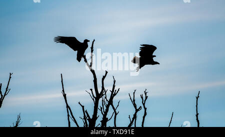 Un couple d'Aigles à queue blanche silhouettes dans le désert du delta du Danube- Roumanie Banque D'Images