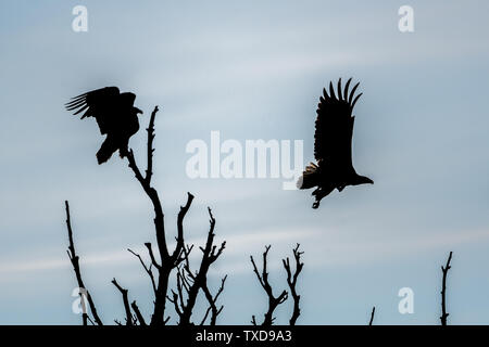 Un couple d'Aigles à queue blanche silhouettes dans le désert du delta du Danube- Roumanie Banque D'Images