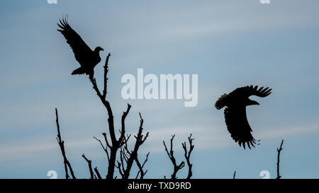 Un couple d'Aigles à queue blanche silhouettes dans le désert du delta du Danube- Roumanie Banque D'Images