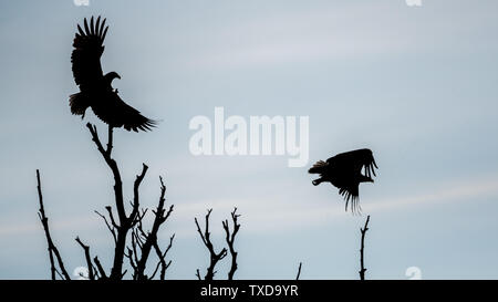 Un couple d'Aigles à queue blanche silhouettes dans le désert du delta du Danube- Roumanie Banque D'Images