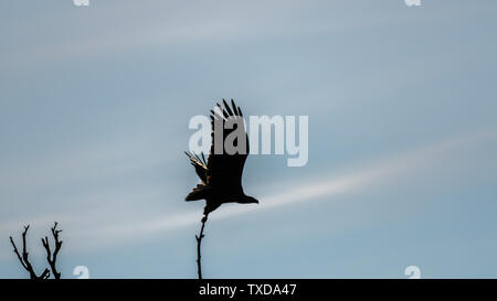 Un couple d'Aigles à queue blanche silhouettes dans le désert du delta du Danube- Roumanie Banque D'Images