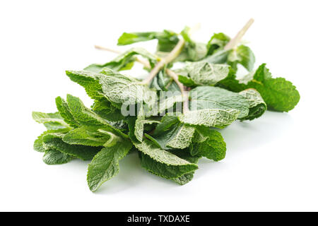 Les feuilles de menthe fraîche isolé sur fond blanc. Menthe poivrée Menthe verte ou branches. Banque D'Images