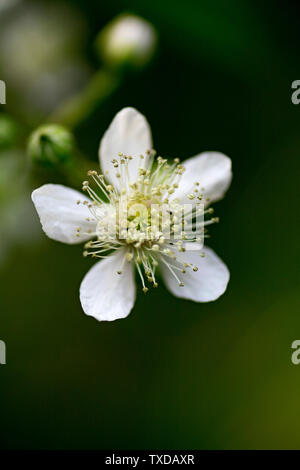 Wild Flower macro fond fine art sur des produits de grande qualité de 50 mégapixels Rubus occidentalis famille des rosacées Banque D'Images