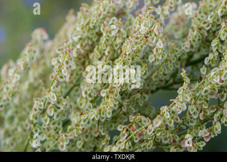 Rumex acetosella, oseille rouge, de brebis oseille, oseille ou champ de mauvaises herbes gros plan fleurs aigre Banque D'Images