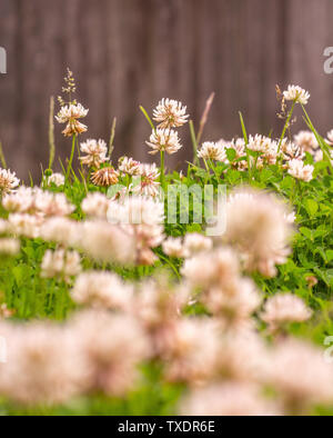 Fleurs de trèfle (Trifolium) Banque D'Images
