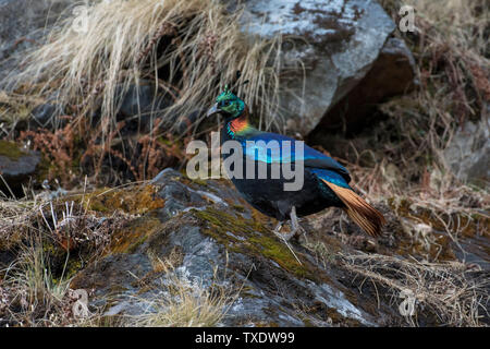 Himalayan Monal, Kedarnath Wildlife Sanctuary, Uttarakhand, Inde, Asie Banque D'Images