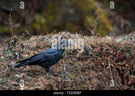 Grand bec-de-Corbeau, Kedarnath Wildlife Sanctuary, Uttarakhand, Inde, Asie Banque D'Images