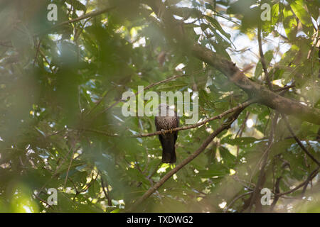 Le Pigeon ramier oiseau posé sur l'arbre, Uttarakhand, Inde, Asie Banque D'Images