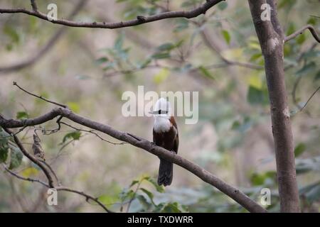 Le rire des oiseaux blancs bicknell, Uttarakhand, Inde, Asie Banque D'Images