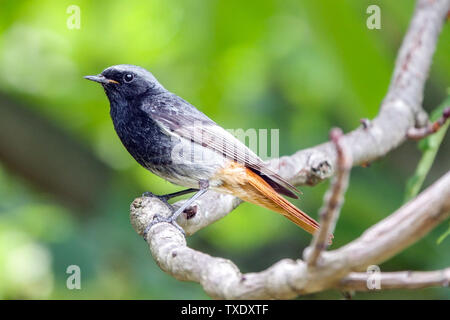 Oiseau rouge noir (Phoenicurus ochruros), homme, songbird Banque D'Images