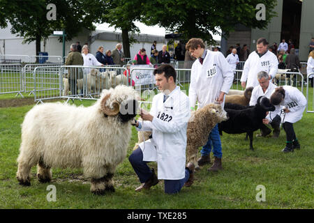 Le Valais la ram sur un ring d'exposition Banque D'Images