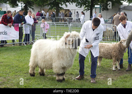 Le Valais la ram sur un ring d'exposition Banque D'Images