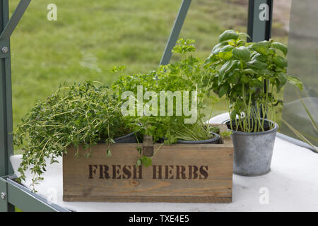 Des herbes fraîches dans un récipient en bois dans une serre Banque D'Images