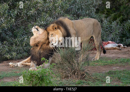 Les lions mâles à un kill, Panthero leo, Addo Elephant National Park, Afrique du Sud Banque D'Images