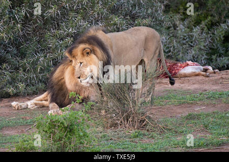 Les lions mâles à un kill, Panthero leo, Addo Elephant National Park, Afrique du Sud Banque D'Images