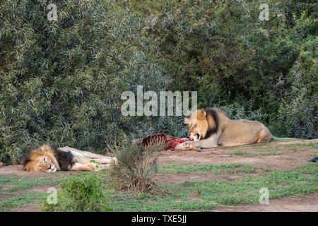 Les lions mâles à un kill, Panthero leo, Addo Elephant National Park, Afrique du Sud Banque D'Images