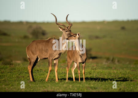 Le grand koudou, Tragelaphus strepsiceros, Addo Elephant National Park, Afrique du Sud Banque D'Images