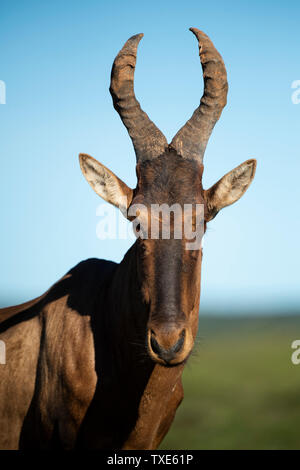 Bubale caama rouge, Alcelaphus, Addo Elephant National Park, Afrique du Sud Banque D'Images