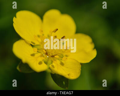 Close up de la renoncule rampante Ranunculus repens, fleur Banque D'Images