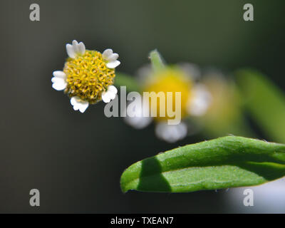 Galinsoga parviflora, Gallant fleur soldat Banque D'Images