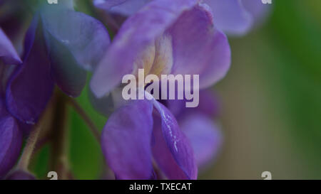 Wisteria sinensis fleur en fleur. Gros plan de fleurs violettes. Banque D'Images