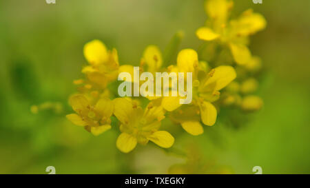 Fusée Barbarea vulgaris fleurs jaune Banque D'Images