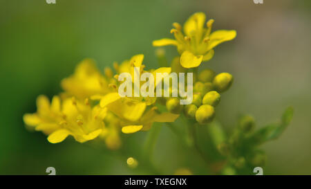 Fusée Barbarea vulgaris fleurs jaune Banque D'Images