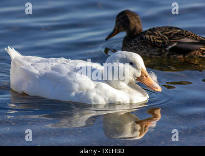 Belle piscine intérieure de canard de Pékin ainsi que des oiseaux sauvages dans le parc lake. Superbe oiseau blanc neige avec une plume sur son bec. Photo d'hiver Banque D'Images