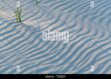 Les graminées dans les dunes de sable avec de longues ombres sur le sable ondulé. Banque D'Images